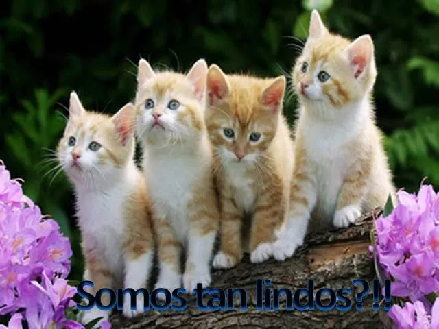 Postales de gatitos tiernos