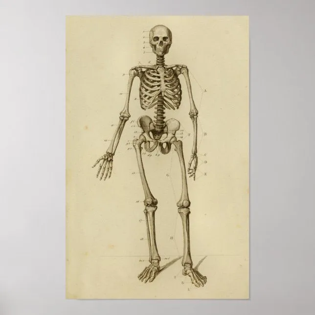 Póster Anatomía del esqueleto humano Imprimir anterior | Zazzle.es