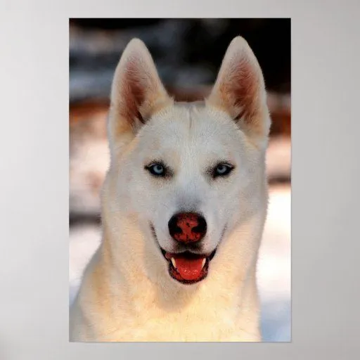 Poster blanco de la foto del husky siberiano de Zazzle.