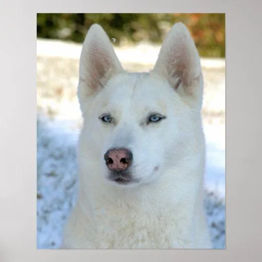 Poster blanco del husky siberiano | Zazzle