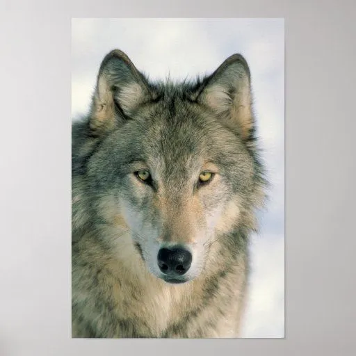 Poster de la cara del lobo | Zazzle