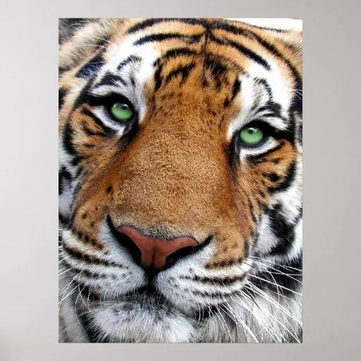 Poster de la cara del tigre de Zazzle.