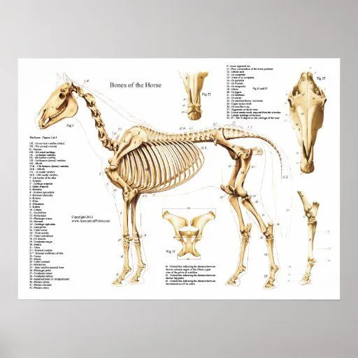 Poster del esqueleto de la anatomía del caballo | Zazzle