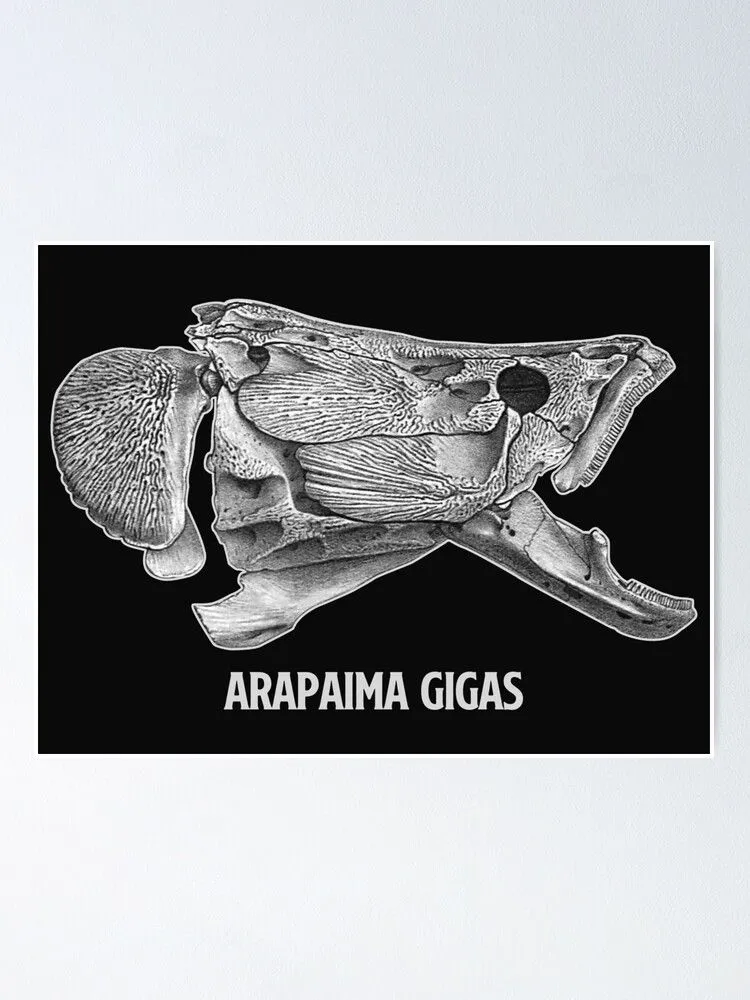 Póster for Sale con la obra «Arapaima Pirarucu Paiche Skull Skeleton  Acuario Fish Keeper Regalo de acuarista» de TheAplus | Redbubble