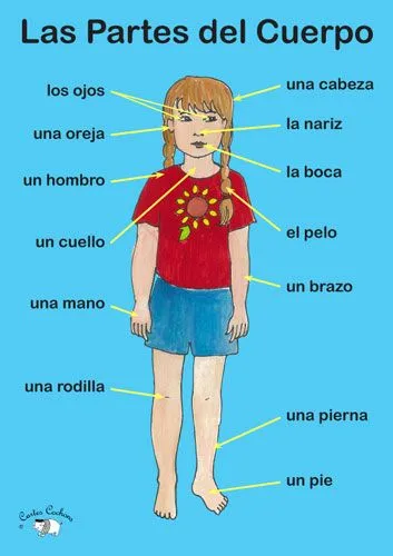 Poster - Las Partes del cuerpo - little-linguist.co.uk