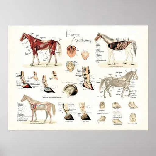 poster_de_la_anatomia_del_ ...