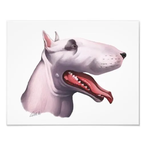 Posters Inglés Bull Terrier Arte de calidad Inglés Bull Terrier ...