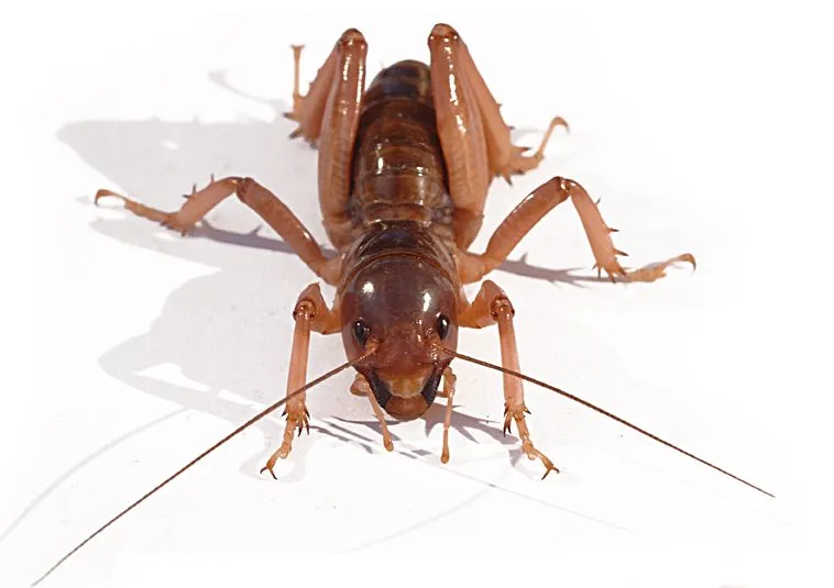 Potato Bug names in Spanish: Mestizo and Cara de Niño - What's ...