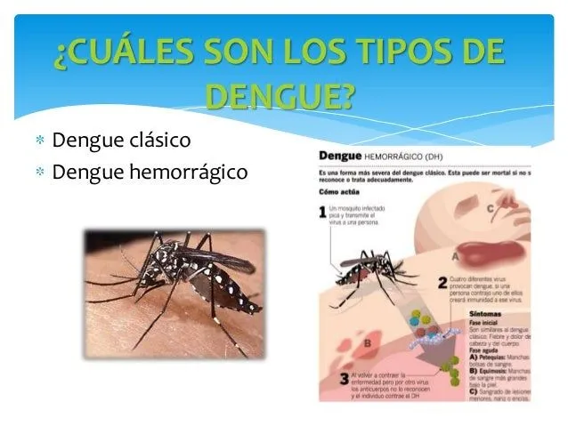 ppt-educacion-dengue-3-638.jpg ...