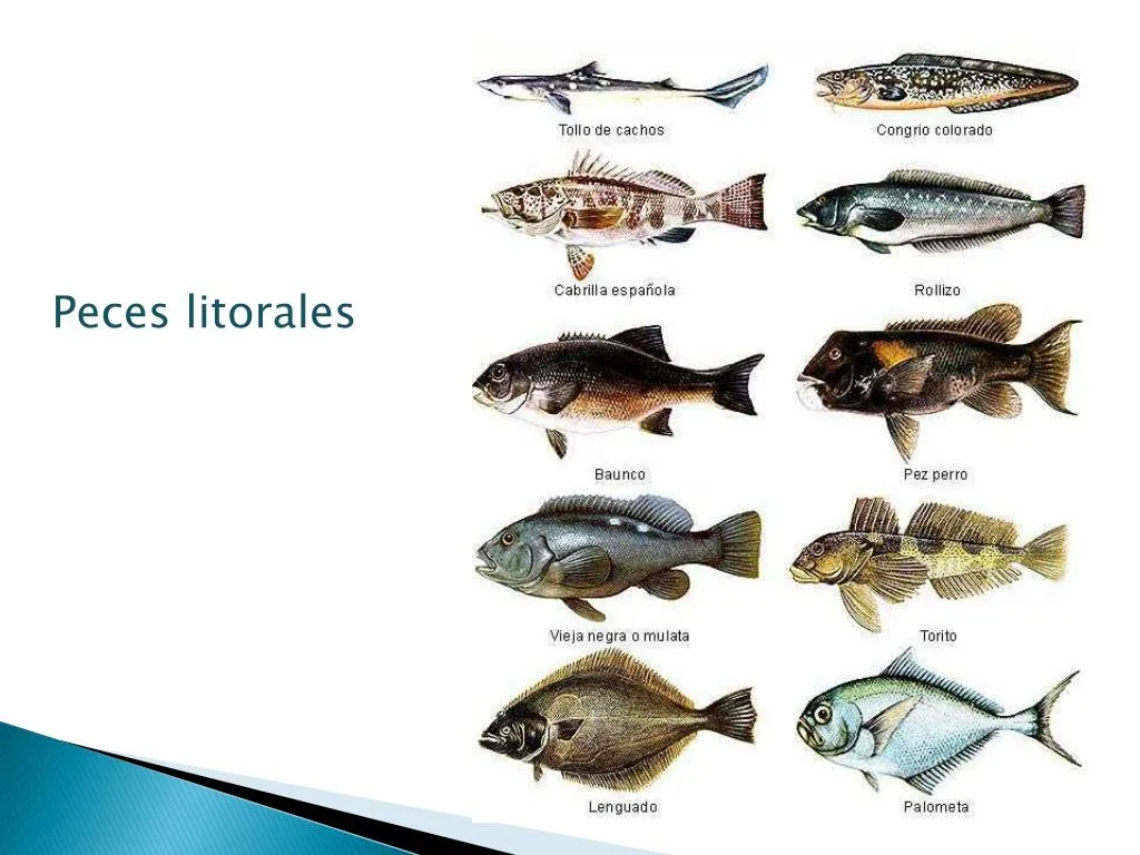 PPT - Pescados y mariscos PowerPoint Presentation, free download -  ID:5521768