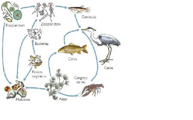 Prácticade Ecosistemas | BIOLOGIA IV