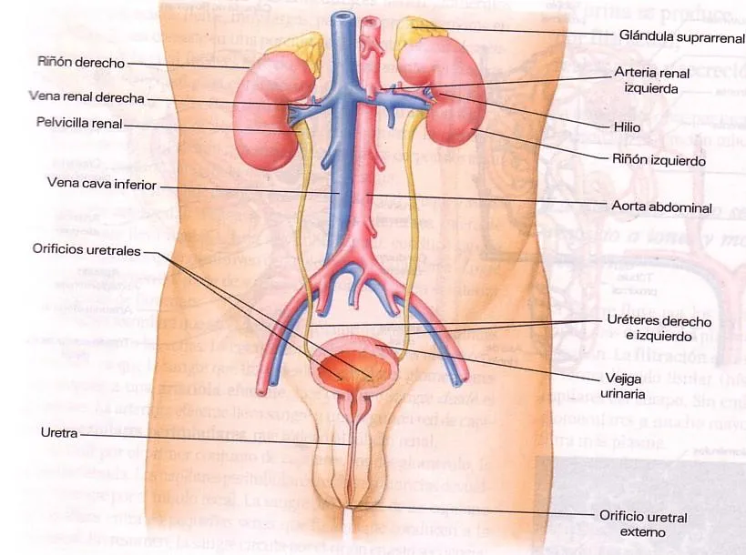 trabajo practico -sistema urinario | Sistema Urinario