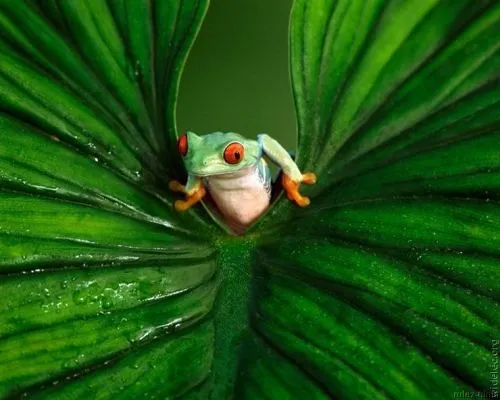 PraitthConstance: Galeria fotografica: Las ranas más simpáticas