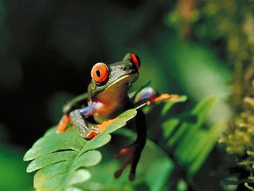 PraitthConstance: Galeria fotografica: Las ranas más simpáticas