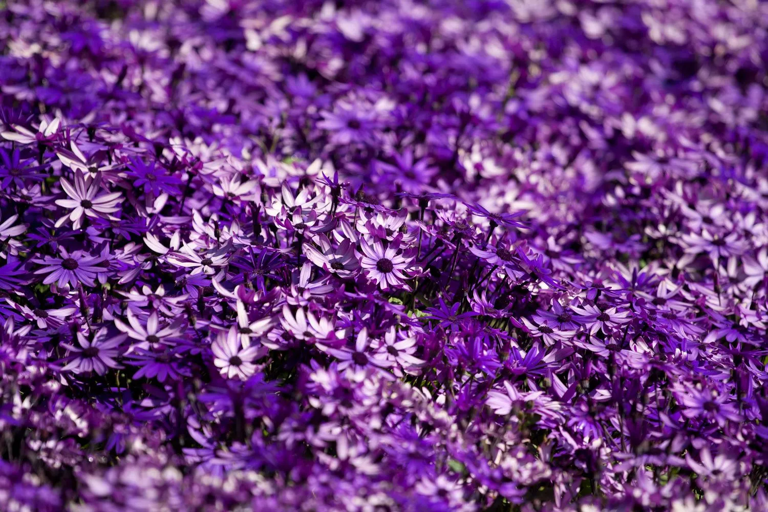 Una preciosa cama de flores moradas en el Parc Güell de Barcelona ...