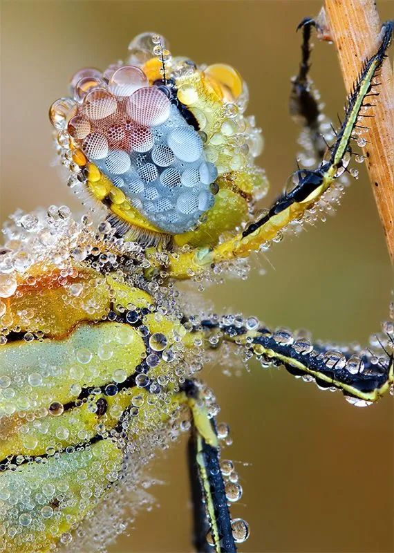 preciosa foto de una libelula | AlmeríaExtremo