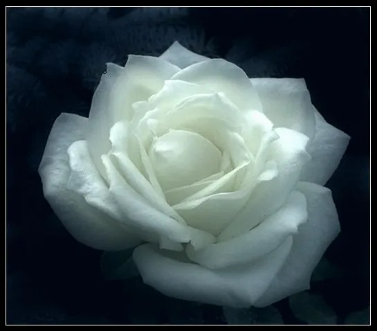 Preciosas rosas blancas - Imagenes Gratis