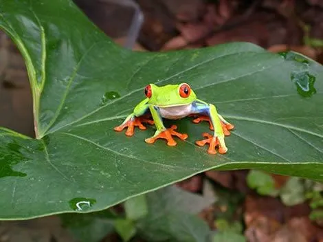 Pregunta de Trivial: ¿Cuántas especies de animales y plantas se ...