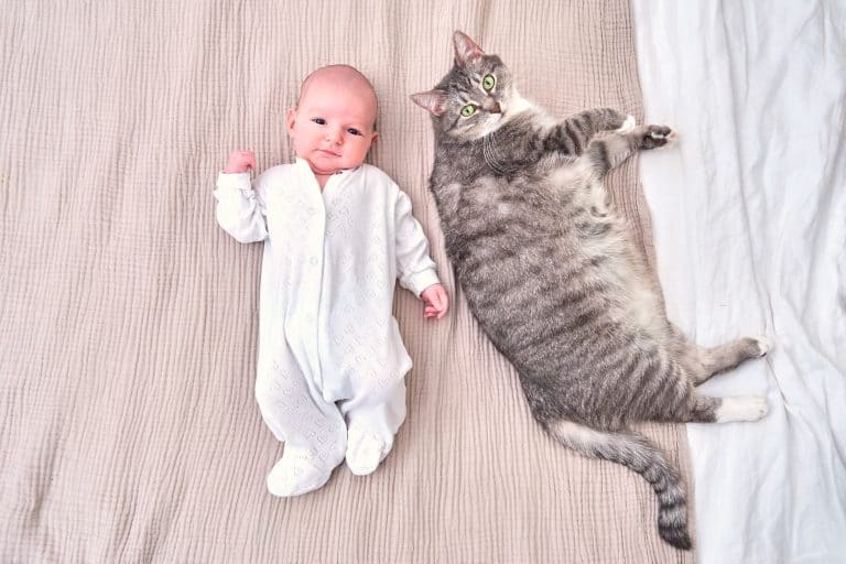 Te preocupa que los pelos de tu perro o gato puedan afectar al bebé? - Criar con Sentido Común