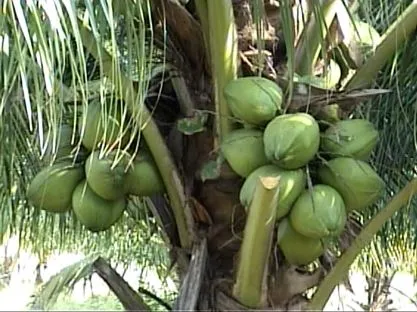 Preparados Botánicos Hipotensores: El Coco