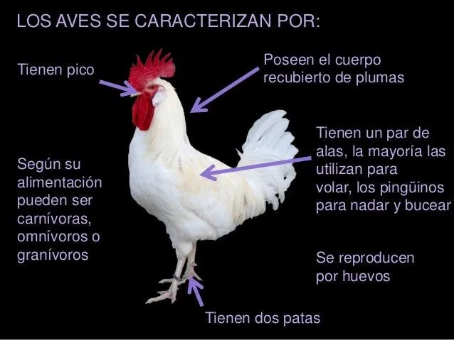 presentacin-elena-animales-22- ...