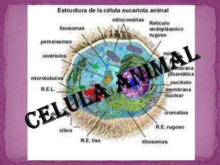 Presentacion de celula animal