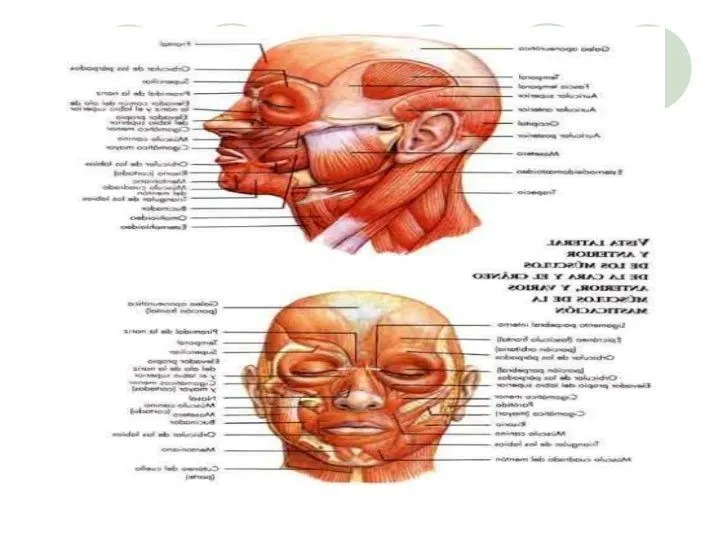 Presentación Musculos de la Cara