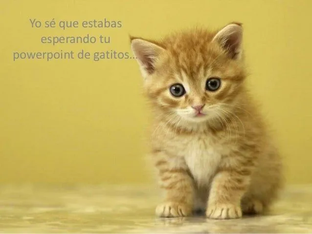 Presentación Powerpoint gatitos regalo San Valentín Sandra 14-feb-2014