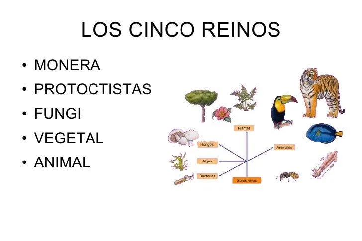 Presentación cinco reinos