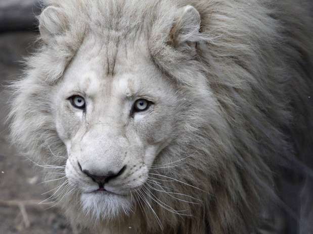 Presentan bebés de león blanco nacidos en Georgia - Terra Chile