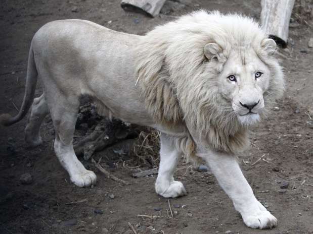 Presentan bebés de león blanco nacidos en Georgia - Terra Chile