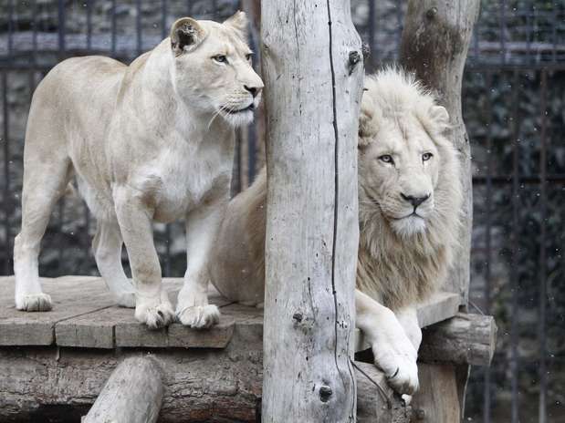 Presentan bebés de león blanco nacidos en Georgia - Terra Chile