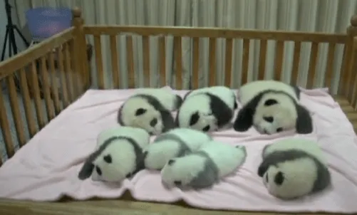 Presentan a los siete bebés pandas más tiernos del mundo (