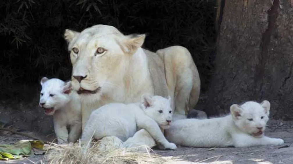 Presentan tres leones blancos bebés en el Zoo de Buenos Aires | La ...