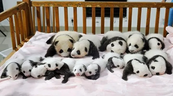 Presentaron a 14 osos panda bebés nacidos en la reserva de Chengdu ...