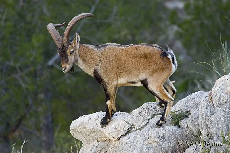 Te Presento Estos Animales en Peligro de Extinción... - Taringa!