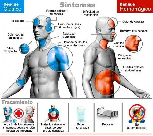 Cómo podemos prevenir el dengue? - Mejor Con Salud