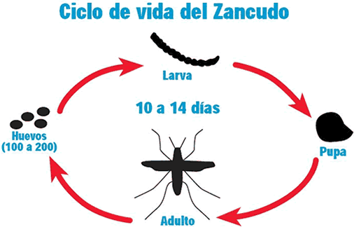 Zancudos | Productos para el Control de Plagas