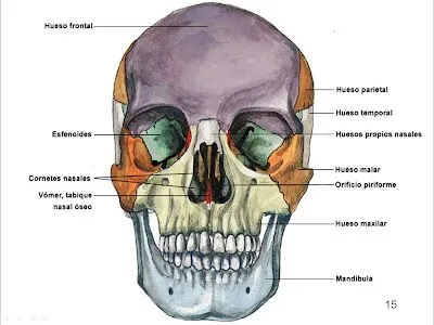 Primaria - Aprender es fácil: Huesos de la cabeza