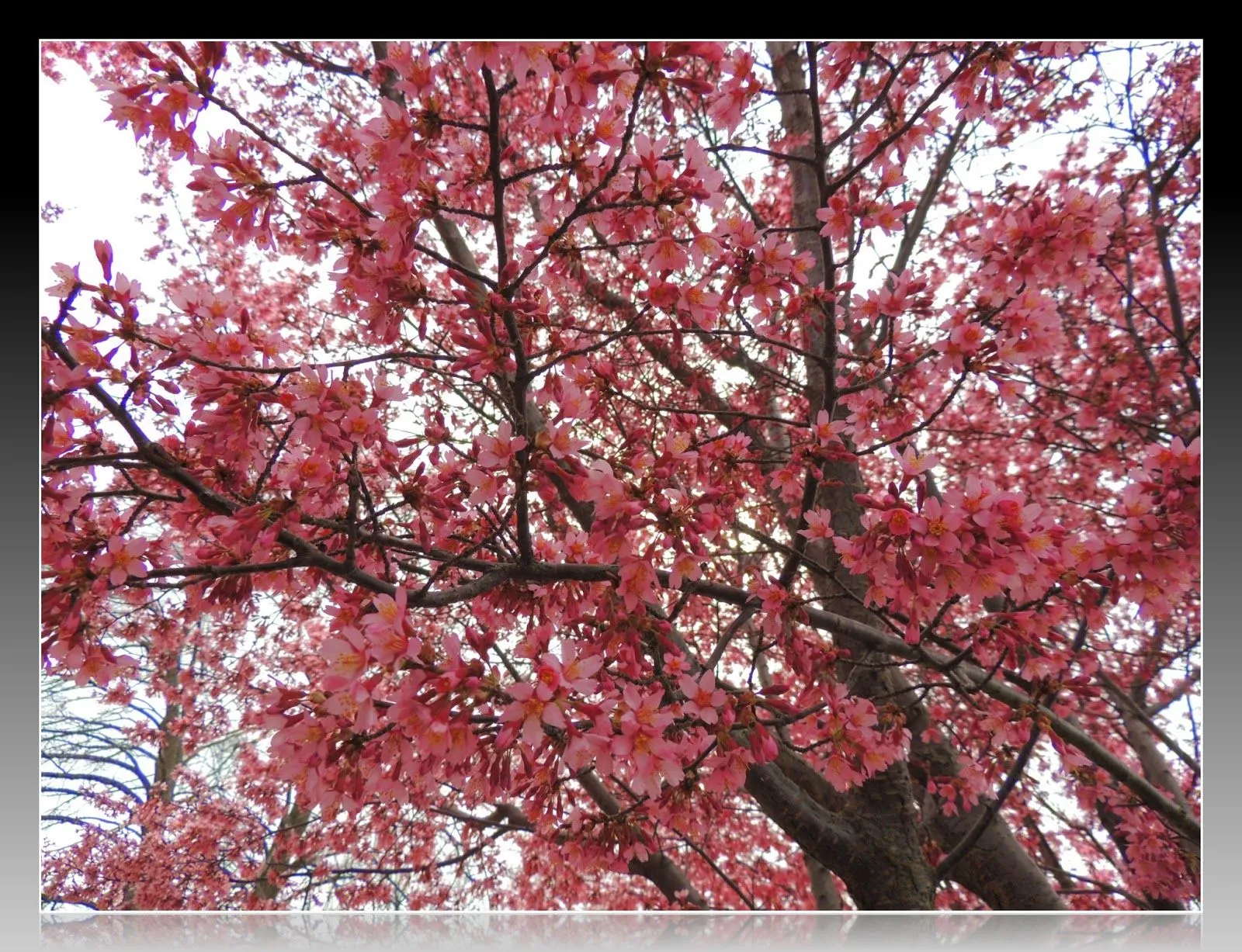 La Primavera en Boston