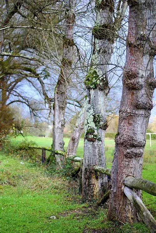 La primavera | Escarabajos, Bichos y Mariposas