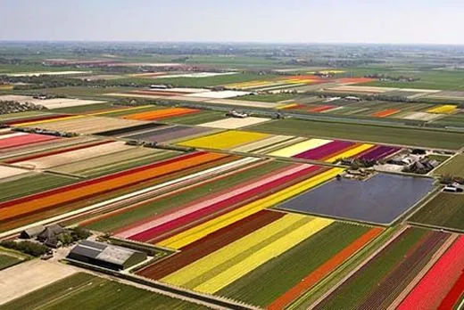 Ya es primavera! Los famosos campos de tulipanes de Holanda ...