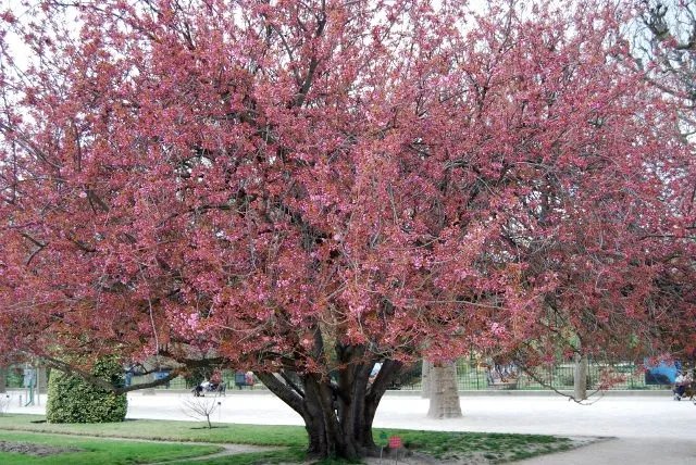 Primavera en París (árboles) | Salvador Guirado, perdonen que no ...