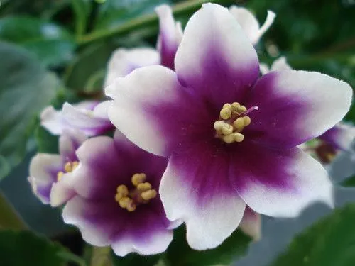 PRIMEIRA QUINTA FLOR: VIOLETA | Flickr - Photo Sharing!