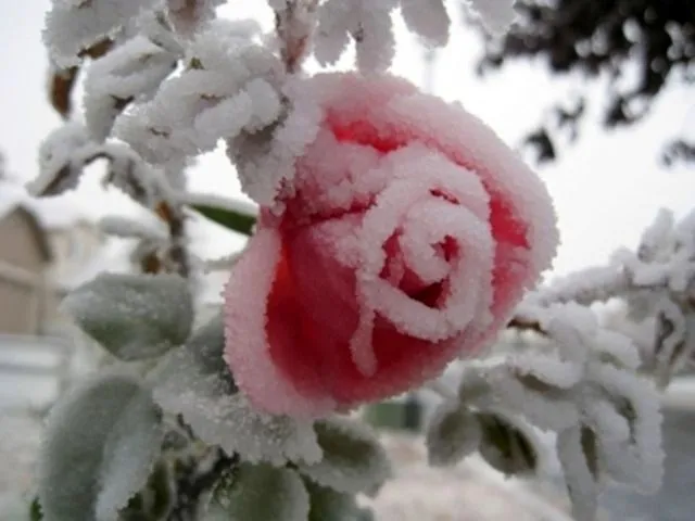 Princesa Nadie: Rosas nevadas