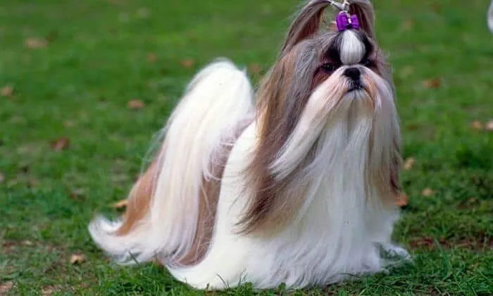 Las 5 principales características de los perros Shih tzu