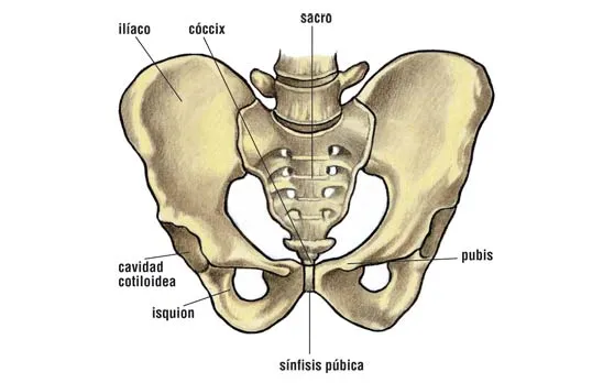 PRINCIPALES HUESOS DEL CUERPO HUMANO