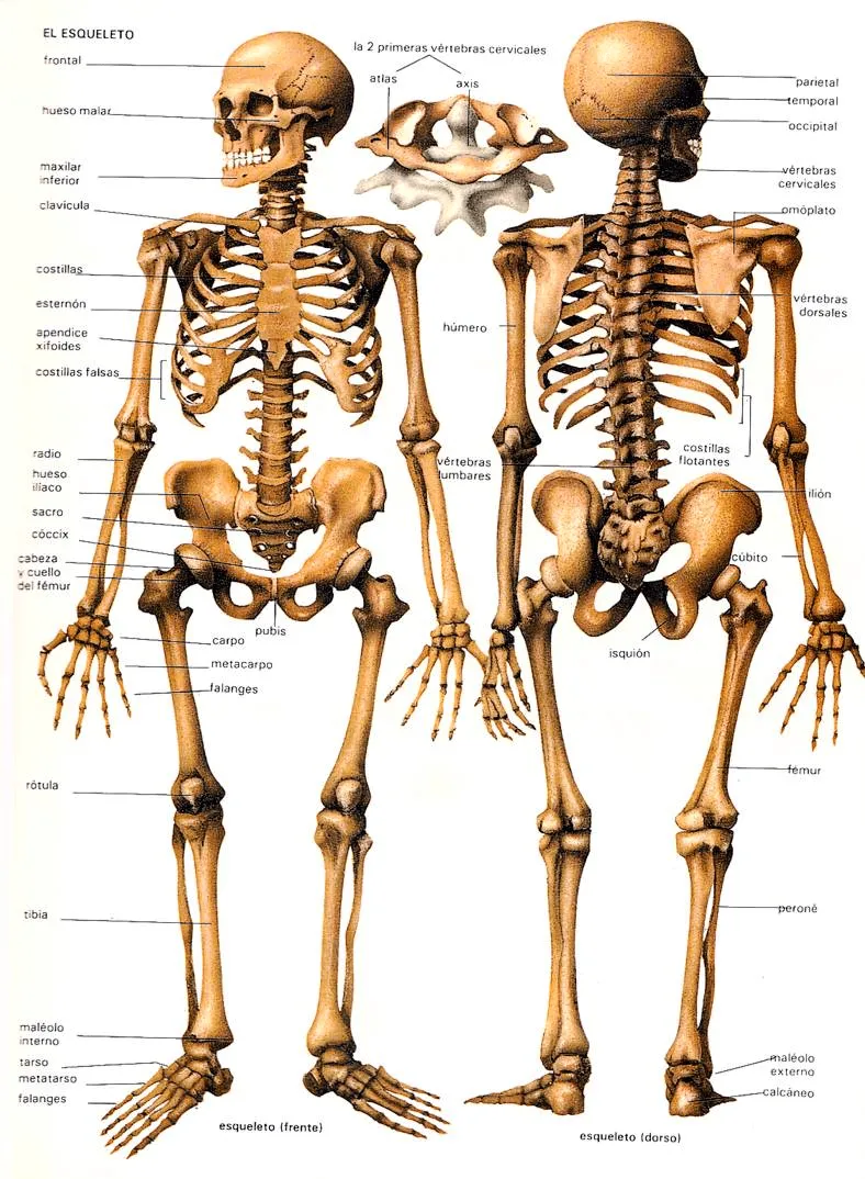 PRINCIPALES HUESOS DEL CUERPO HUMANO: IMAGENES DE LOS PRINCIPALES ...