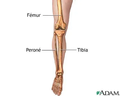 PRINCIPALES HUESOS DEL CUERPO HUMANO: LAS PIERNAS