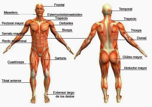 Principales musculos del ser humano - Imagui